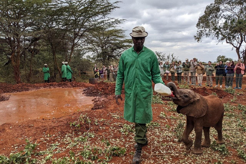 Sheldrick baby elephants , centre de girafes et karen blixen