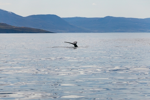 Akurey: tour clásico de avistamiento de ballenas de 3 horas