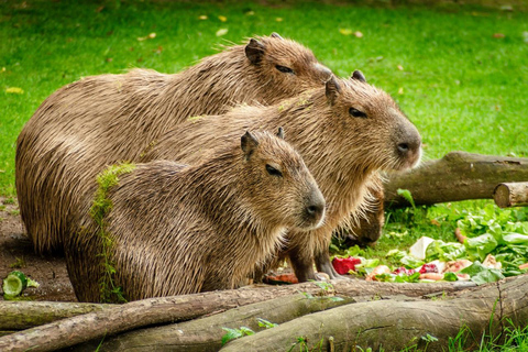 Safari w dżungli Tambopata