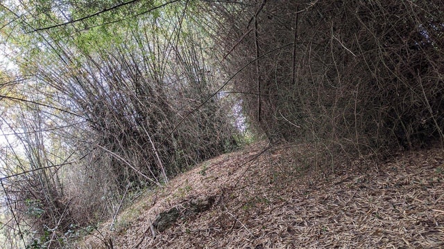 Day Hike to Pugu Hills Forest Reserve