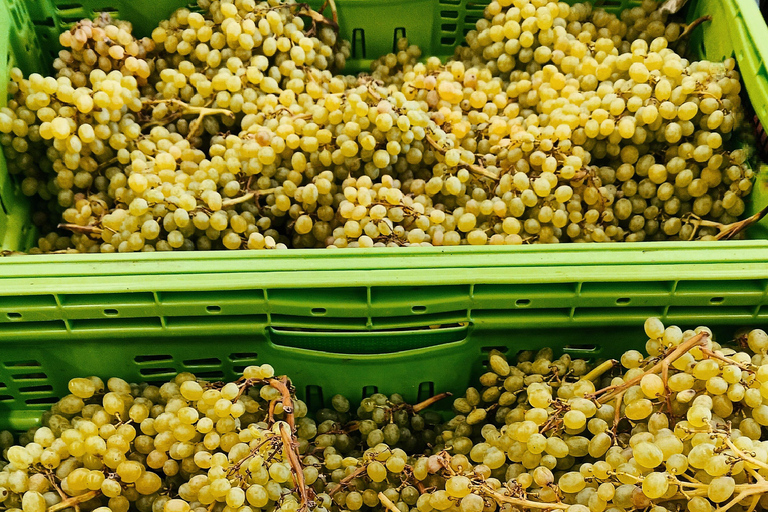 Tbilisi: Kakheti Rtveli Harvest, Wine & Georgian Supra Tour