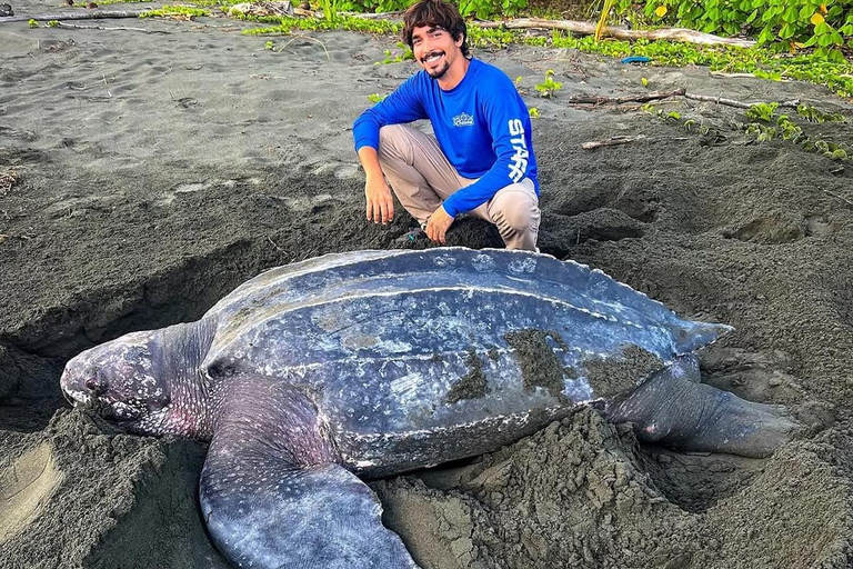 Giant Sea Turtle Conservation Tour in Bocas del Toro