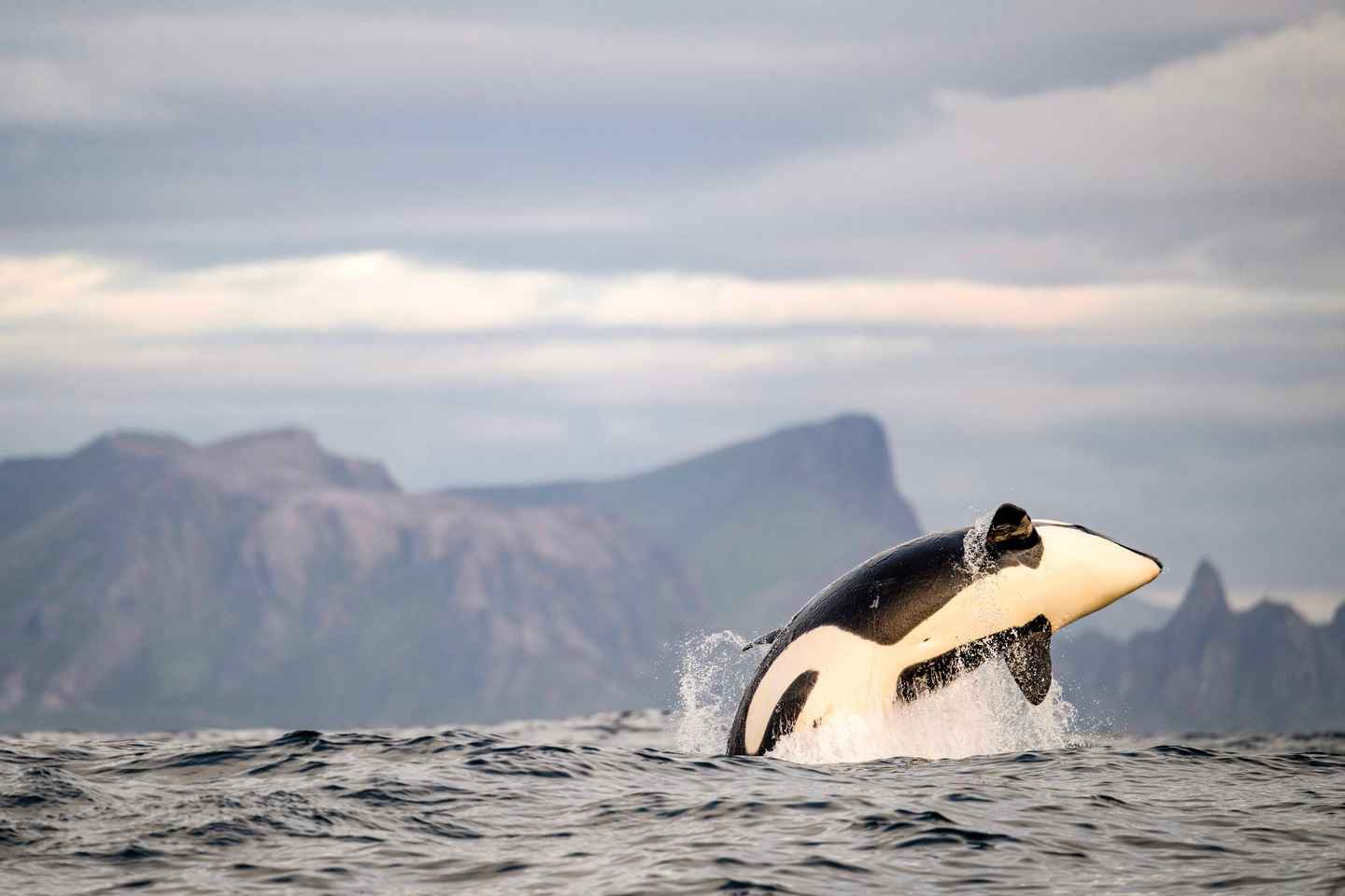 Bleik: Whale Watching by Speedboat with Puffins and Muffins
