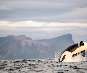 Bleik: Whale Watching by Speedboat with Puffins and Muffins