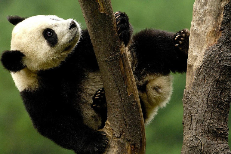 Shanghai: Shanghai Zoo Entry Ticket (Guide Optional) Shanghai Zoo Entry Ticket