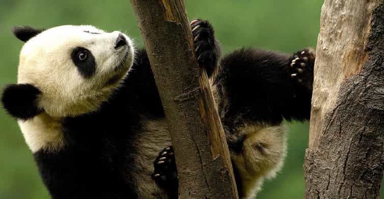 Shanghai: Shanghai Zoo Entry Ticket with Pandas photo 4