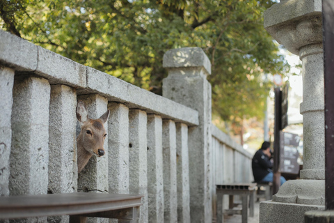 Hiroshima & Miyajima Full day Tour with Pro Photographer