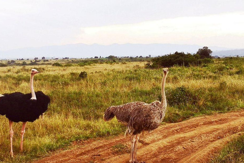 Nairobi National Park Evening and Sundowner Game Drive