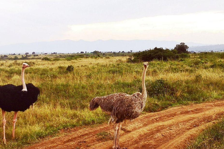 Nairobi National Park Evening and Sundowner Game Drive