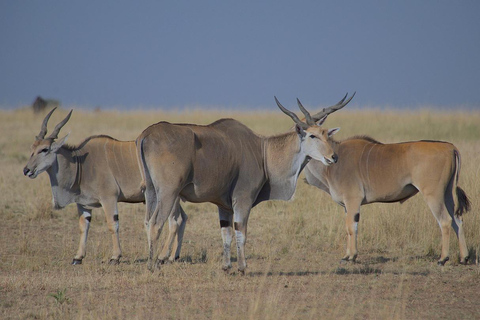 Mombasa: 3-Day Amboseli National Park Safari with Meals