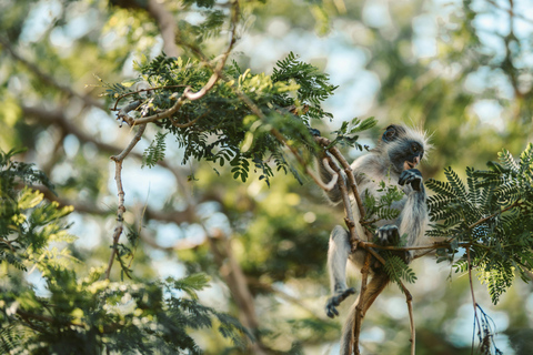 Zanzibar: Jozani Forest rondleiding met lunch