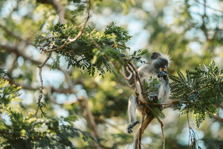 Zanzibar: Jozani Forest rondleiding met lunch