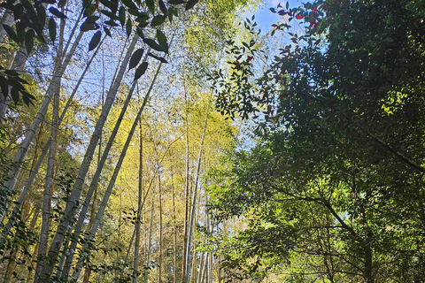 Kyoto: Customed Bike Tour