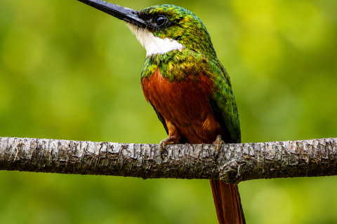 Santa Marta: Birdwatching Tour Sierra Nevada (Minca)