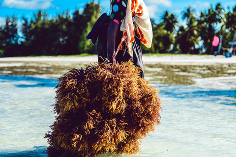 Zanzibar: Jozani Forest, Kuza Cave & Seaweed Farm Tour