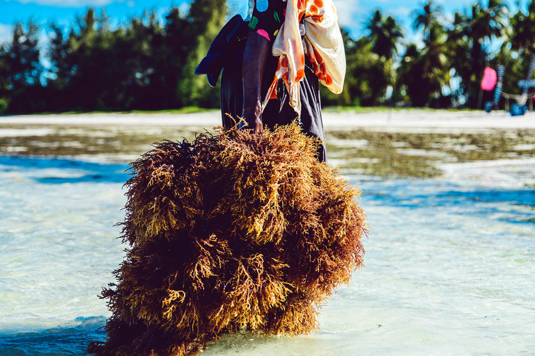 Zanzibar: Jozani Forest, Kuza Cave & Seaweed Farm Tour