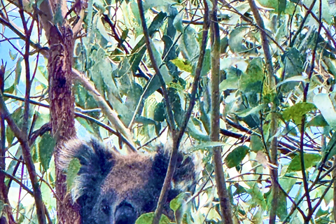 Melbourne: Great Ocean Road Rev Route - Avoid Crowds