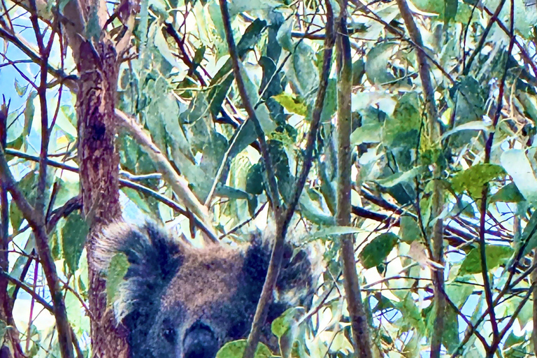 Melbourne: Great Ocean Road Rev Route - Avoid Crowds