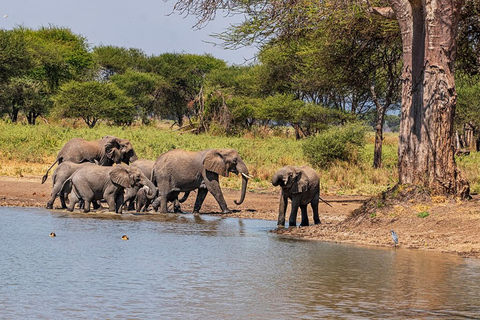 Viagem de 1 dia para a cratera de NgorongoroViagem de 1 dia à Cratera de Ngorongoro