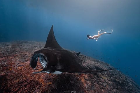 Nusa Penida: Snorkeling 3-Spot Tour with Manta & Dolphin