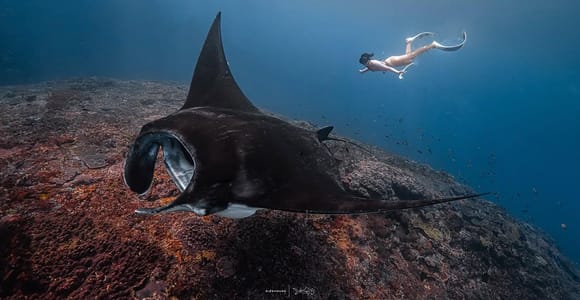 Nusa Penida: Snorkeling 3-Spot Tour with Manta & Dolphin