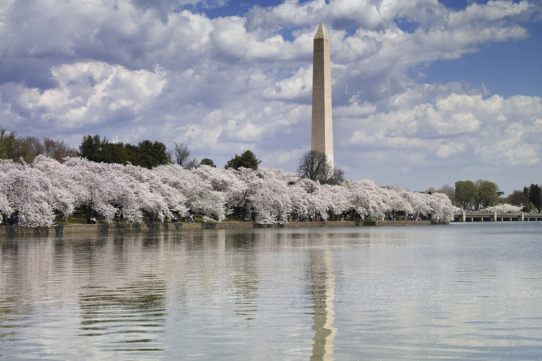 Washington DC Must See Sights Half-Day TourMust See Half Day Tour + Washington Monument