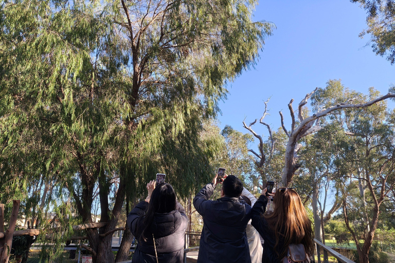 From Perth: Koala, Pinnacles Stargazing Day Tour
