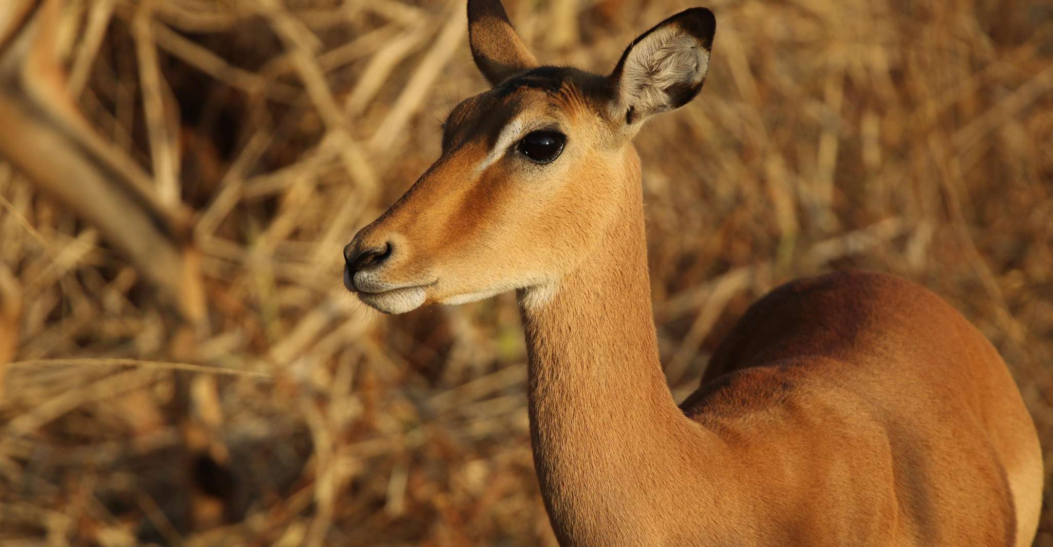 Zambezi National Park Private Wildlife Safari (4 - 10 hours) - Housity