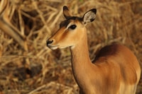 Zambezi National Park Private Wildlife Safari (4 - 10 hours) - Housity
