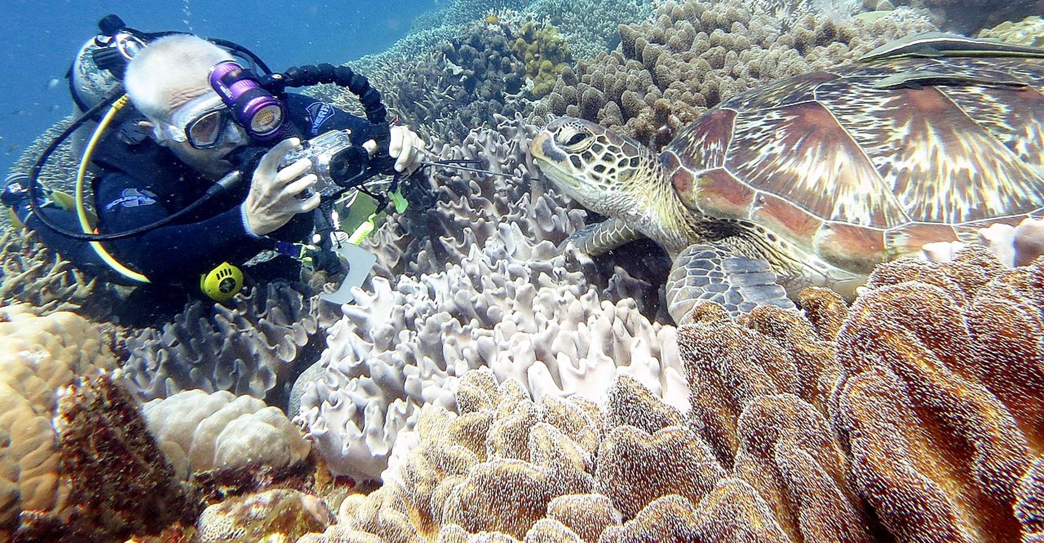 Paseos de buceo a las islas Daymaniyat. - Hizvo
