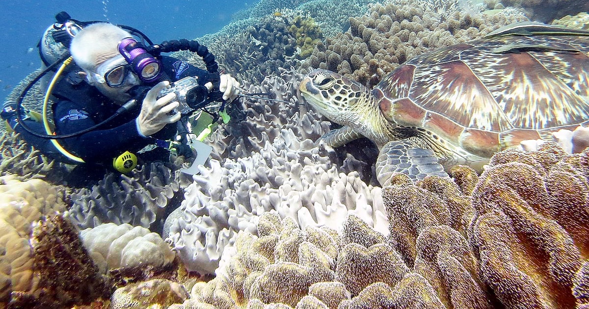 Scuba Diving Tours To Daymaniyat Islands. GetYourGuide