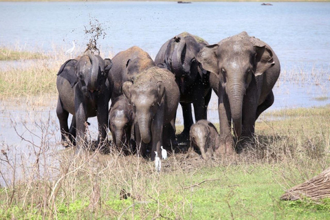 Sigiriya: Minneriya Eco-Friendly Elephant Safari with Guide