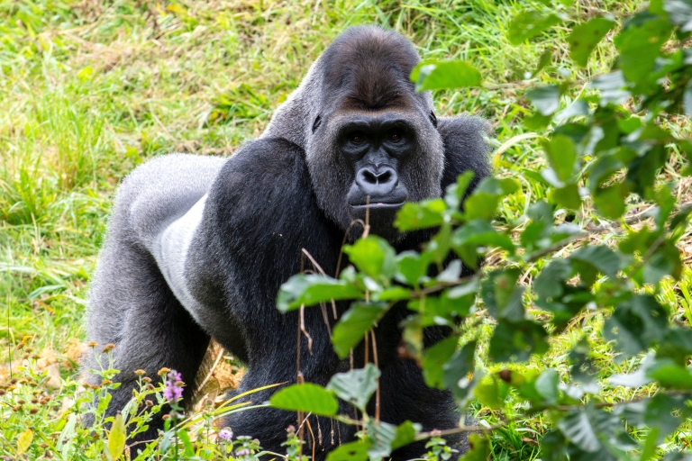 4 Daagse Oegandese Gorilla trektocht in Bwindi Forest N.P
