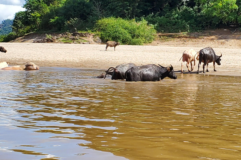 Luang Prabang: 3 Days Ethnic Forest Living - Mekong