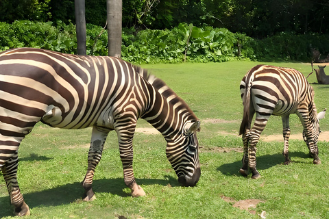 Guangzhou: Chimelong Wildlife Park Ticket