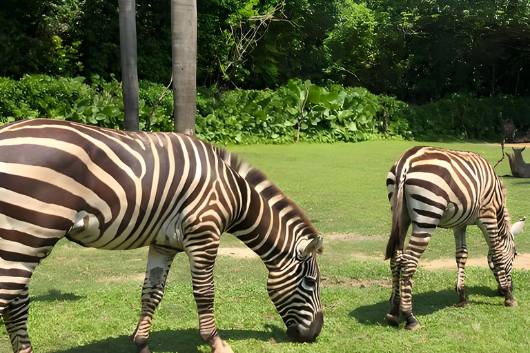 Guangzhou: Chimelong Wildlife Park Ticket