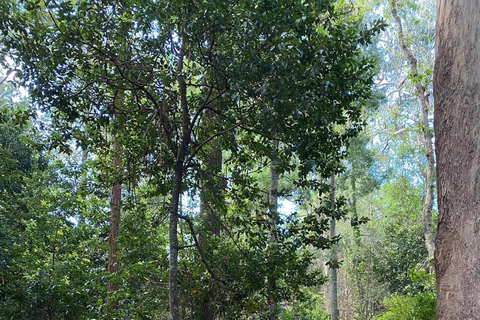 Madeira: Birdwatching - The Endemics