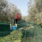 Degustazione di olio d'oliva con passeggiata facoltativa nell'uliveto vicino a Rimini