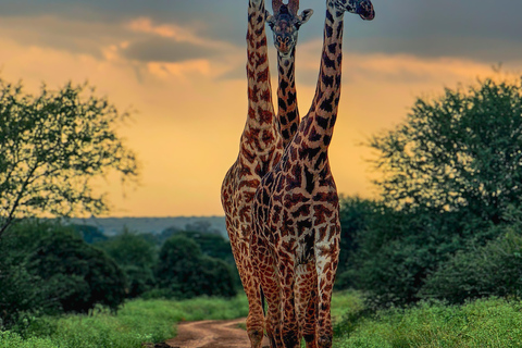 Nairobi National Park: Photography-Focused Safari