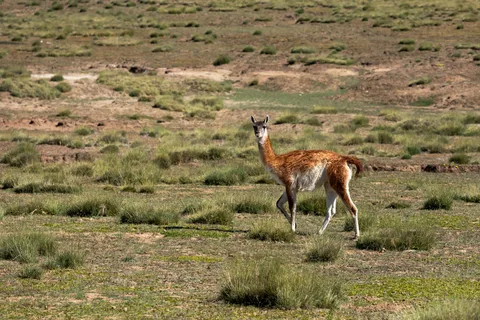 EXPERIÊNCIA DE SAFARI - VIDA SELVAGEM E ESTEPE