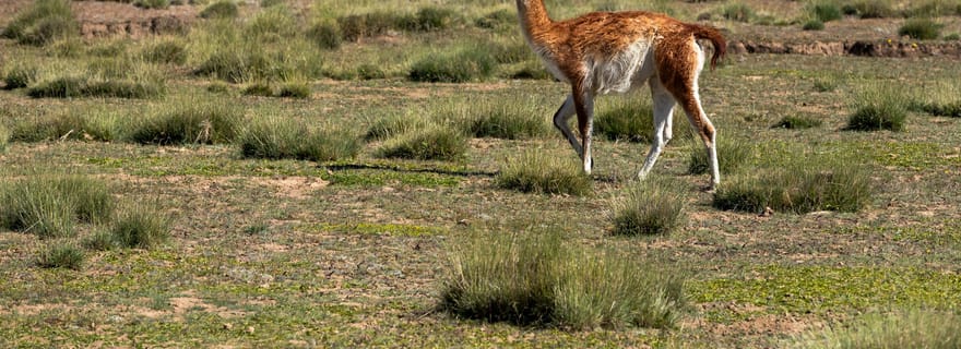 SAFARI - FAUNE ET STEPPE