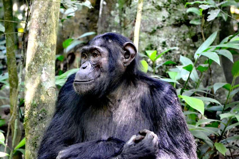 Rwanda&amp; Burundi: Primates, Big Five And Cultural Experience