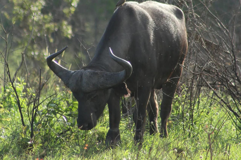 Diani/ Mombasa: Private Shimba Hills Day Safari