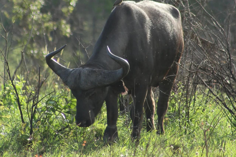 Diani/ Mombasa: Private Shimba Hills Day Safari