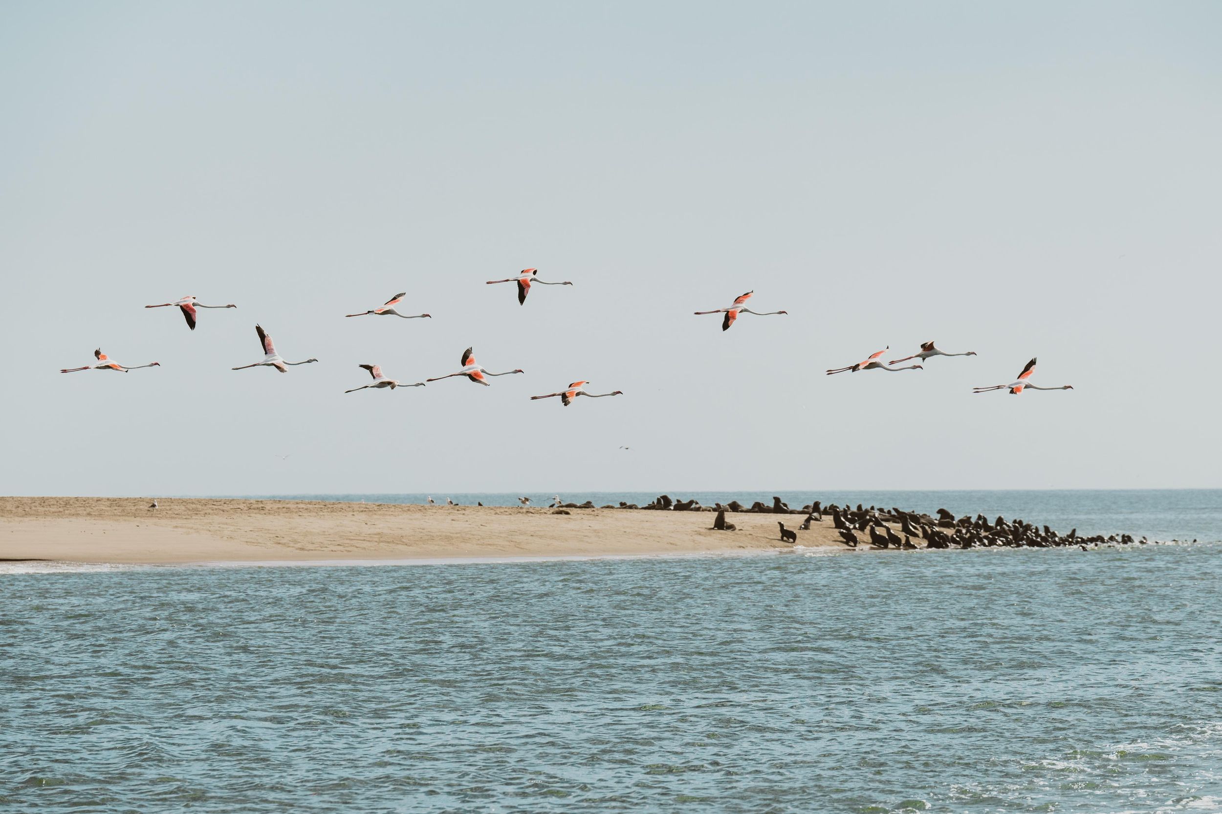 Walvis Bay: Delfinkreuzfahrt an der namibischen Küste mit leichtem Mittagessen