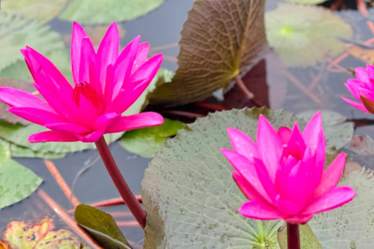 Excursion au point de vue de Malarikkal au départ de Cochin - Le joyau caché du KeralaVisite du point de vue de Malarikkal depuis Cochin, le joyau caché du Kerala