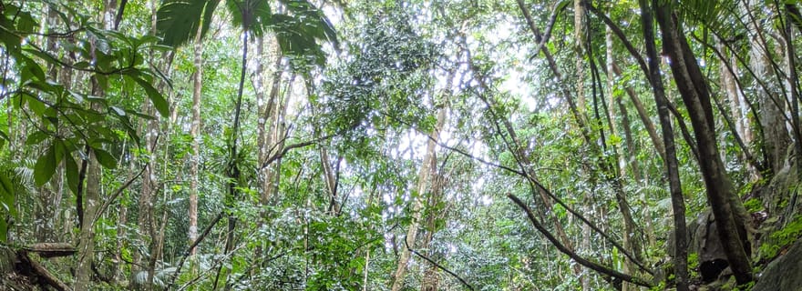 Randonnée dans la jungle : escalade, cascade, découverte des Seychelles !