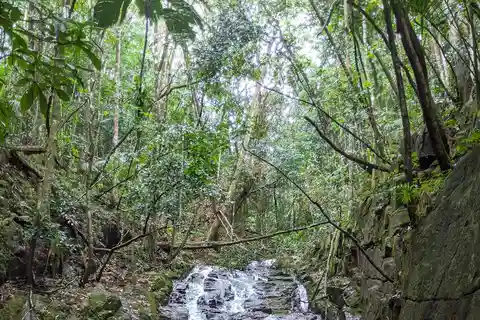Randonnée dans la jungle : escalade, cascade, découverte des Seychelles !