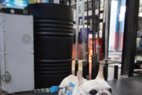 Shanghai Fitness & Culture Tour with Gym, Jade Buddha Temple