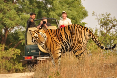 From Delhi: Agra, Jaipur with Tiger Jungle Safari Cost with 4 Star Accommodation